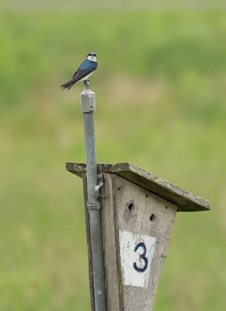 Tree Swallow - Kevin Gong