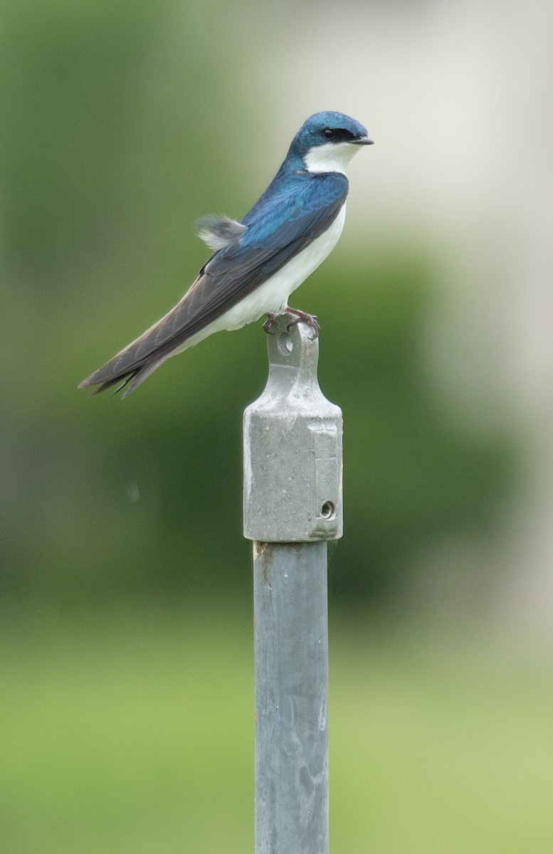 Tree Swallow - Kevin Gong