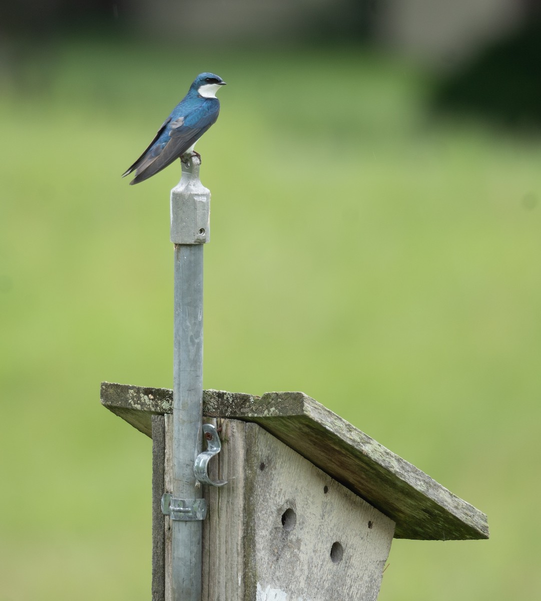 Tree Swallow - Kevin Gong