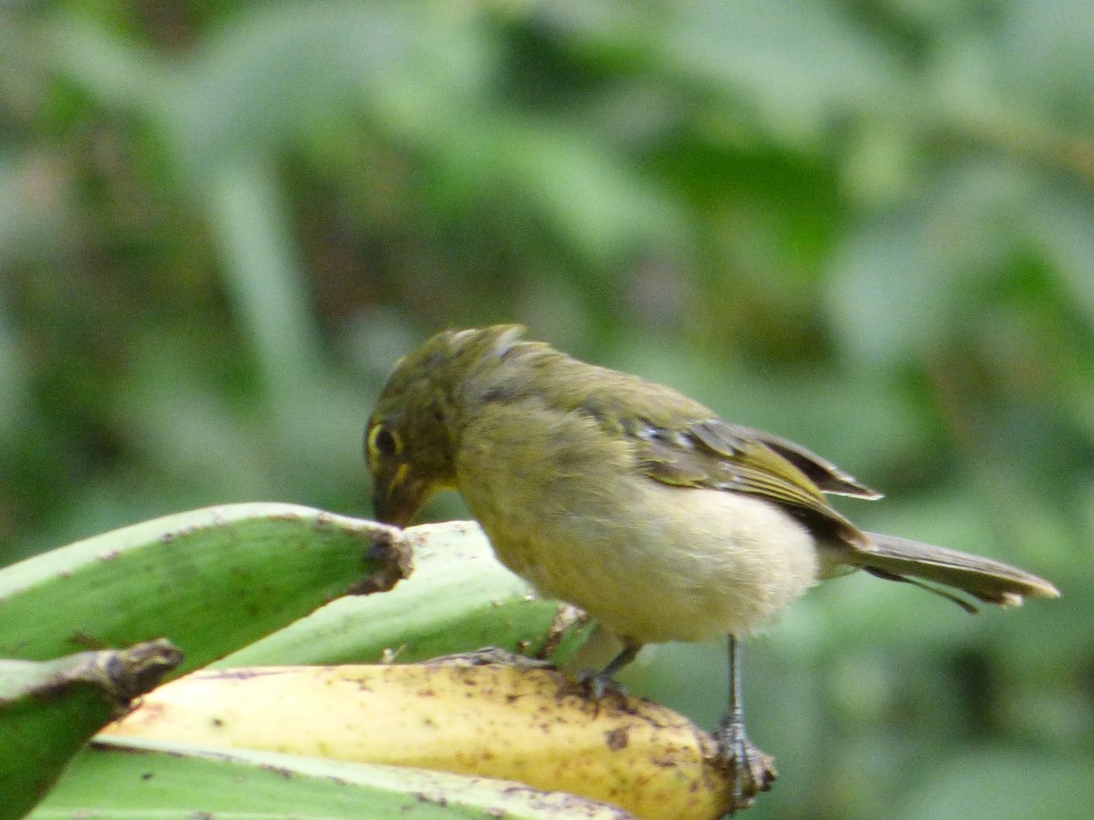 Streaked Saltator - Abel Atehortua