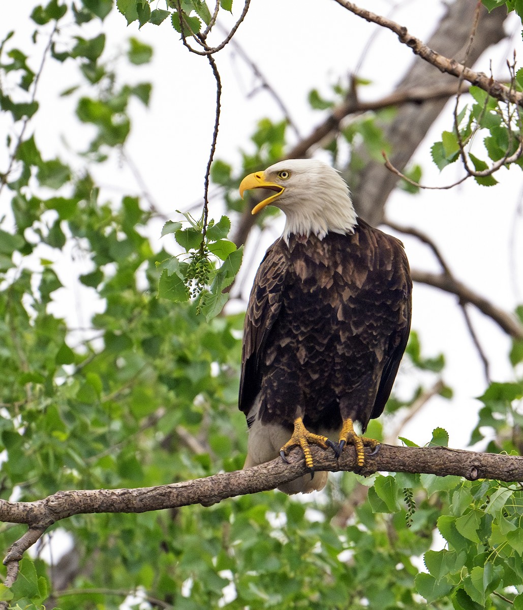 Bald Eagle - Greg Courtney