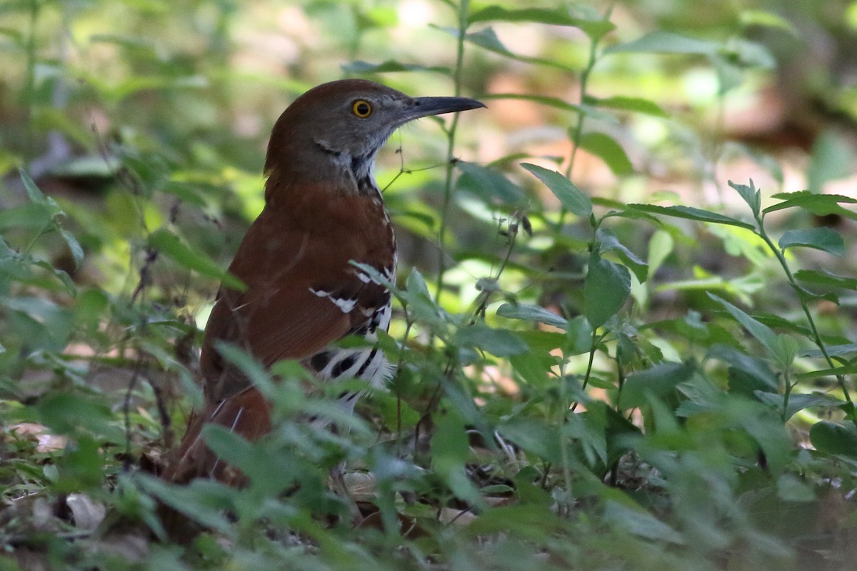 Brown Thrasher - ML619496914