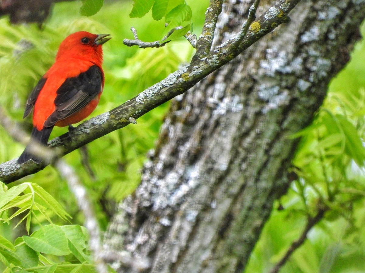 Scarlet Tanager - Gina Turone 🐩