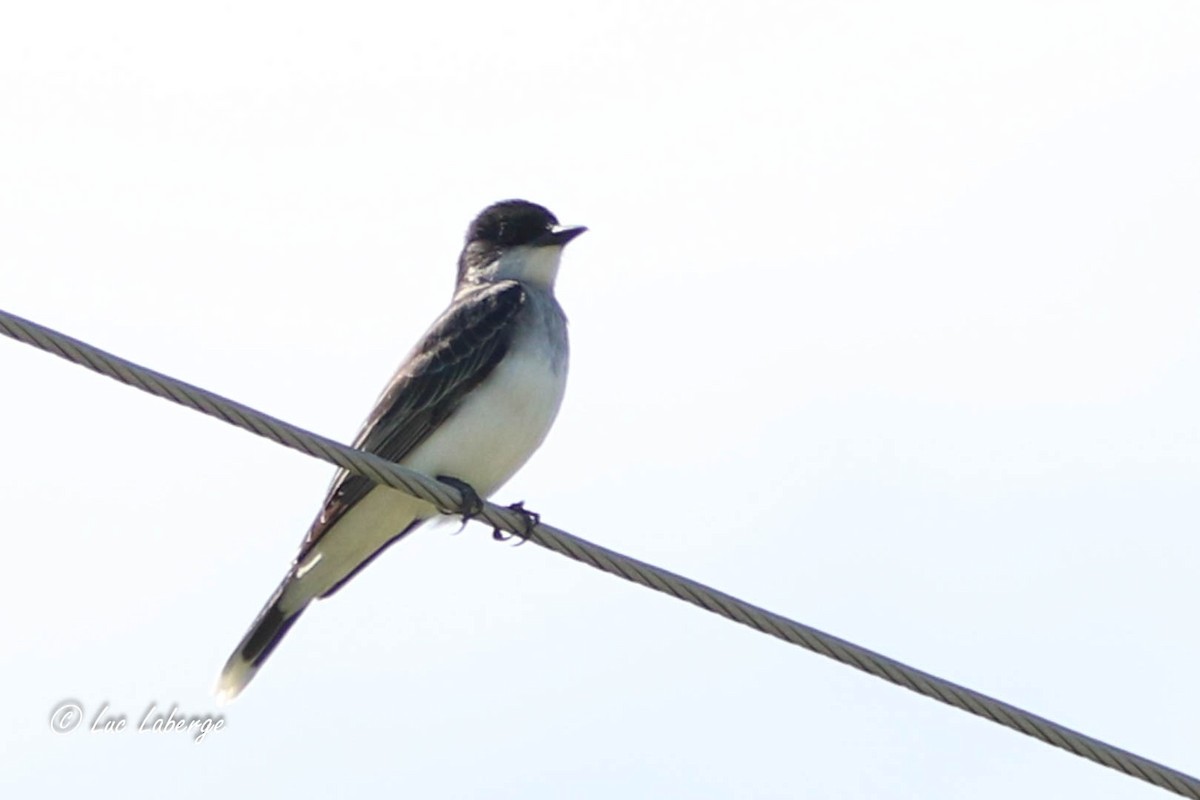 Eastern Kingbird - Luc Laberge