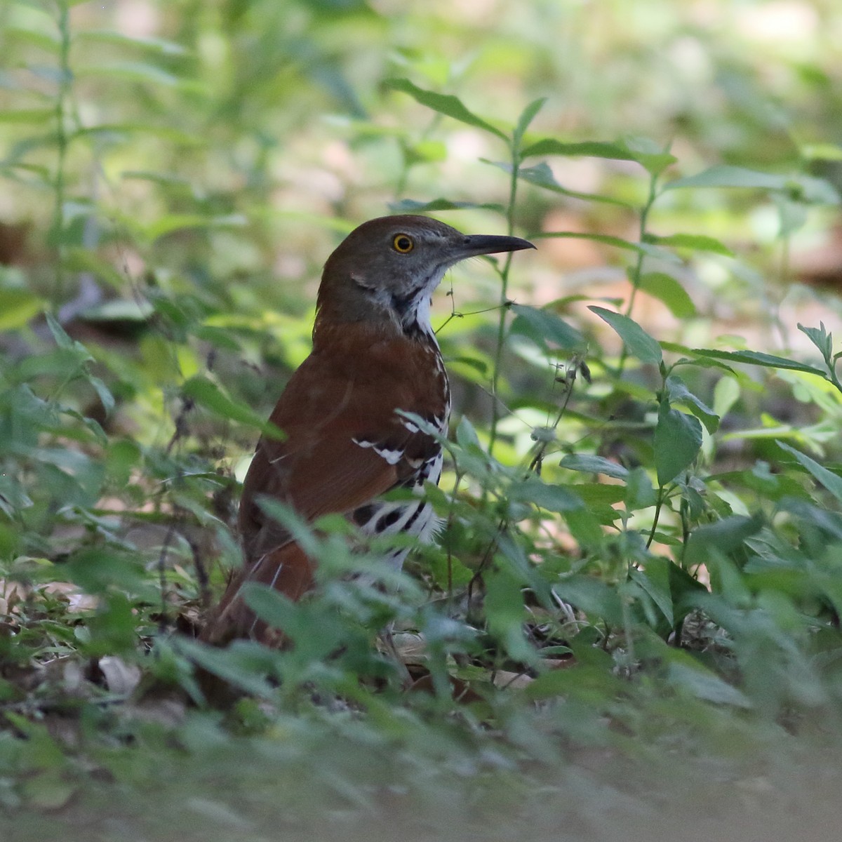 Brown Thrasher - ML619496922