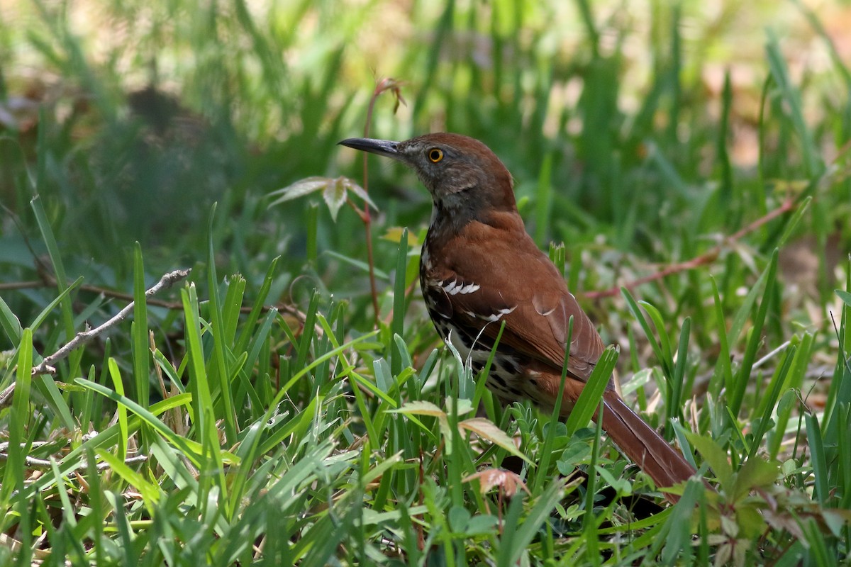 Brown Thrasher - ML619496924