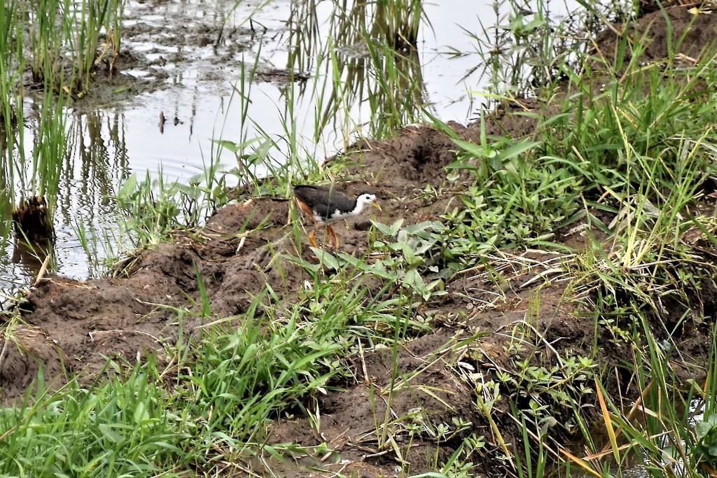 White-breasted Waterhen - Jorge Juan Rueda