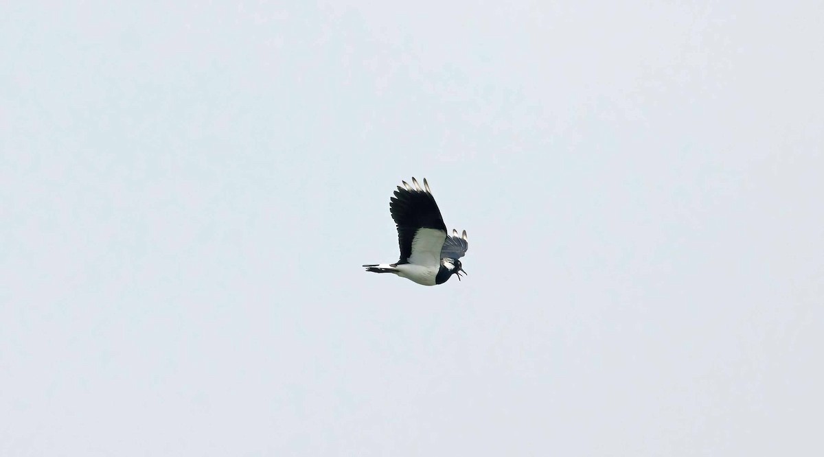 Northern Lapwing - John Hewitt