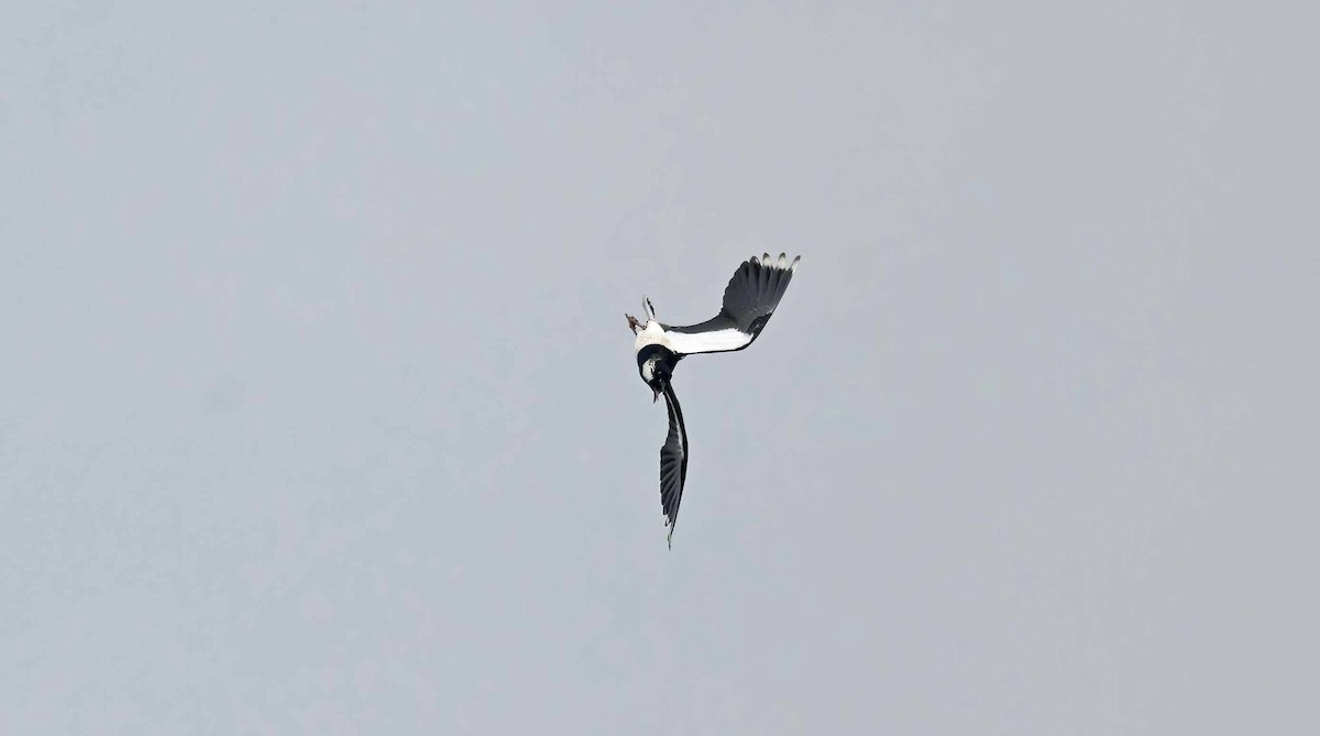 Northern Lapwing - John Hewitt