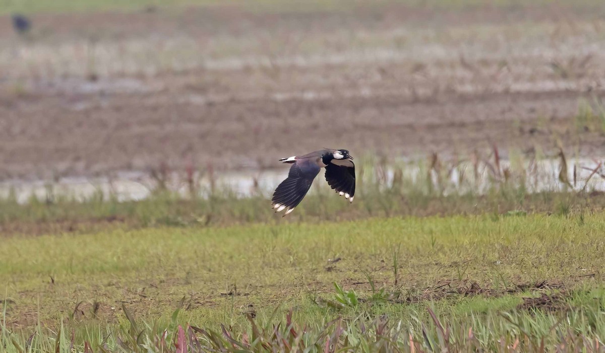 Northern Lapwing - John Hewitt