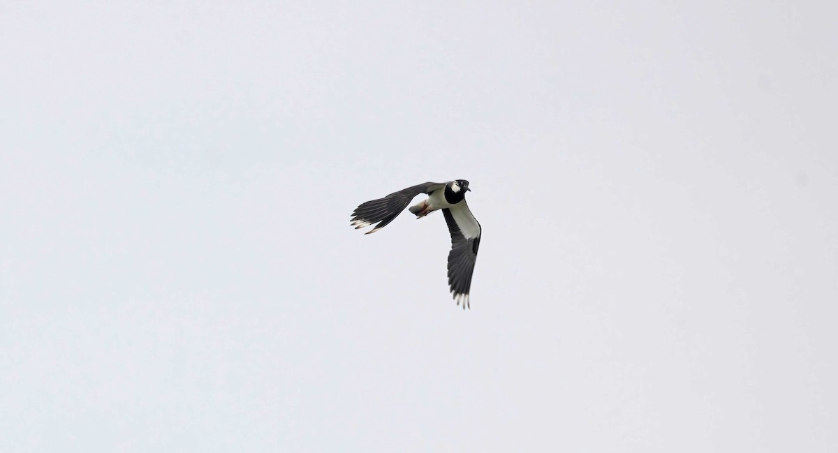 Northern Lapwing - John Hewitt