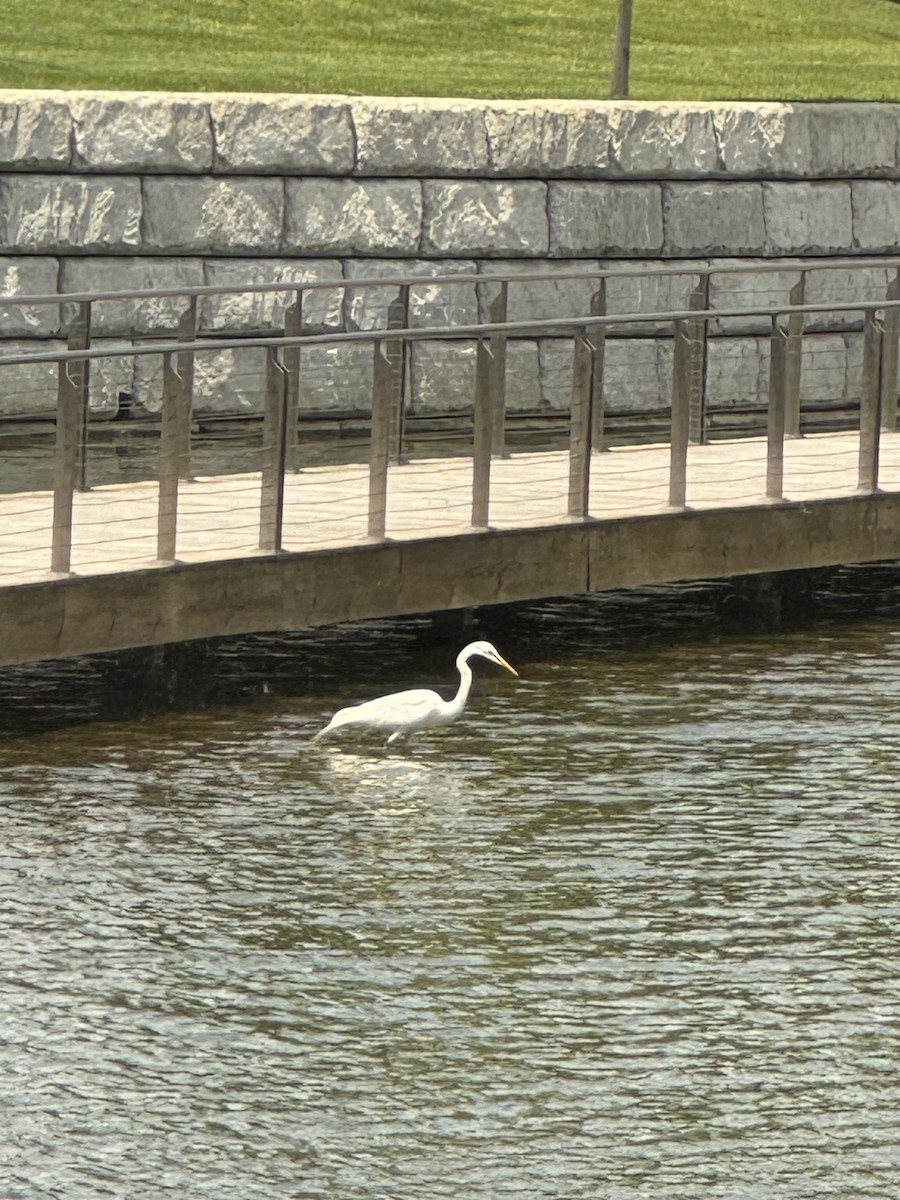 Great Egret - Francis Bird