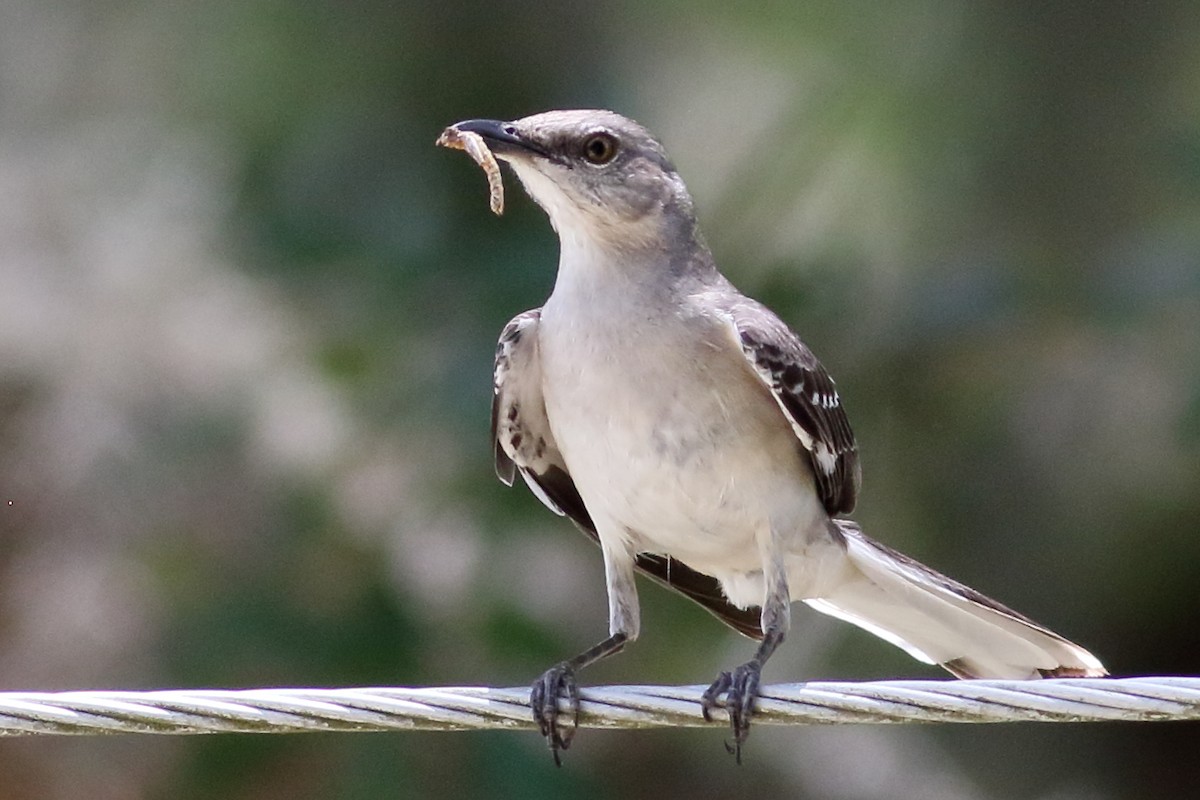 Northern Mockingbird - ML619496941