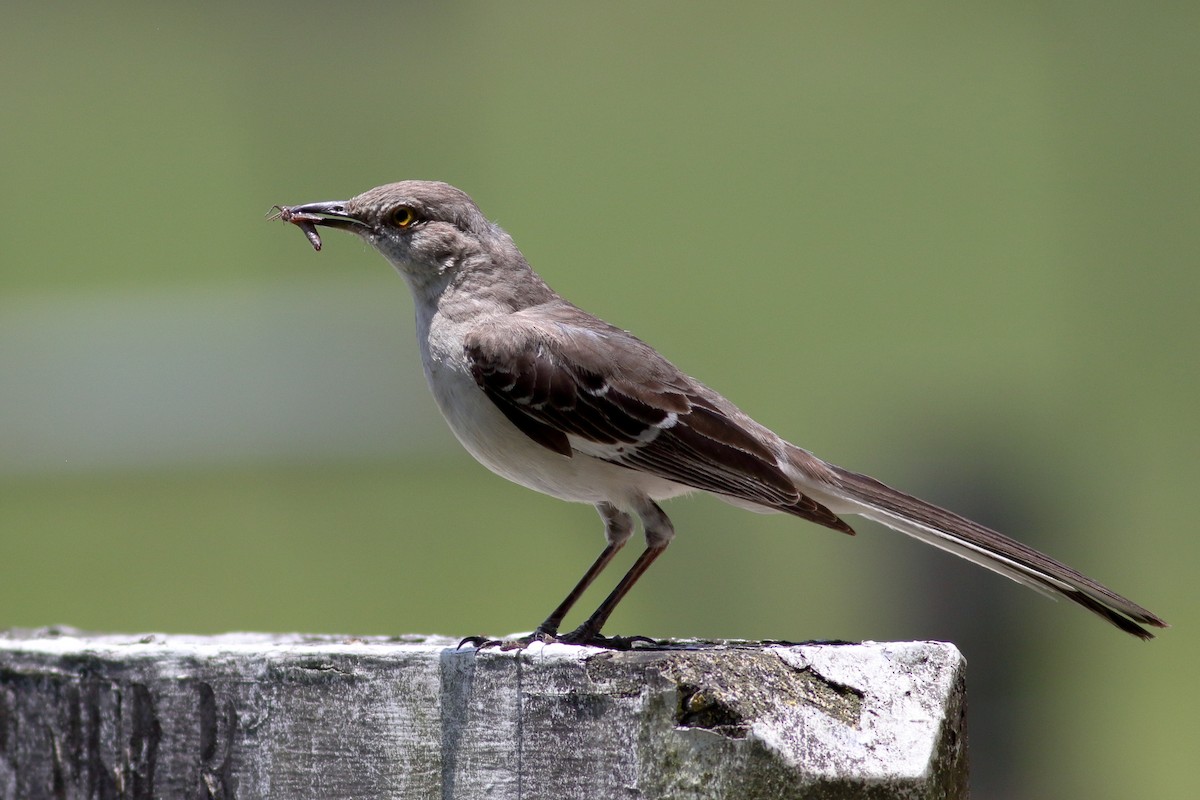 Northern Mockingbird - ML619496955