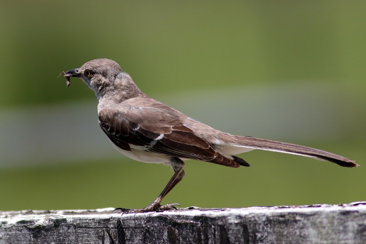 Northern Mockingbird - Richard Stanton