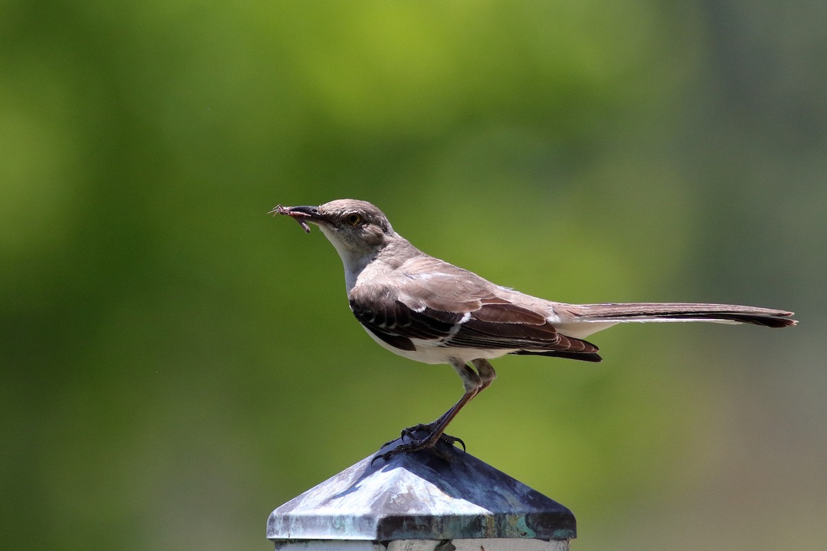 Northern Mockingbird - Richard Stanton