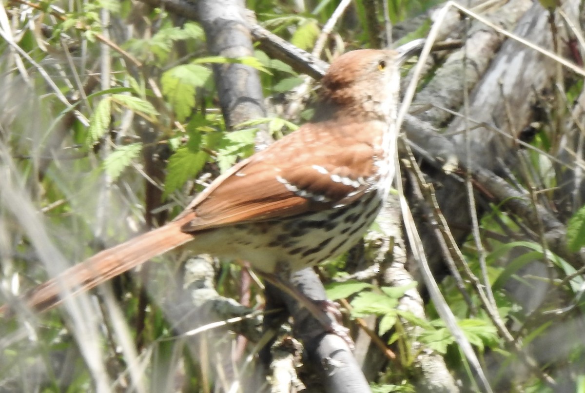 Wood Thrush - Laura Wilson