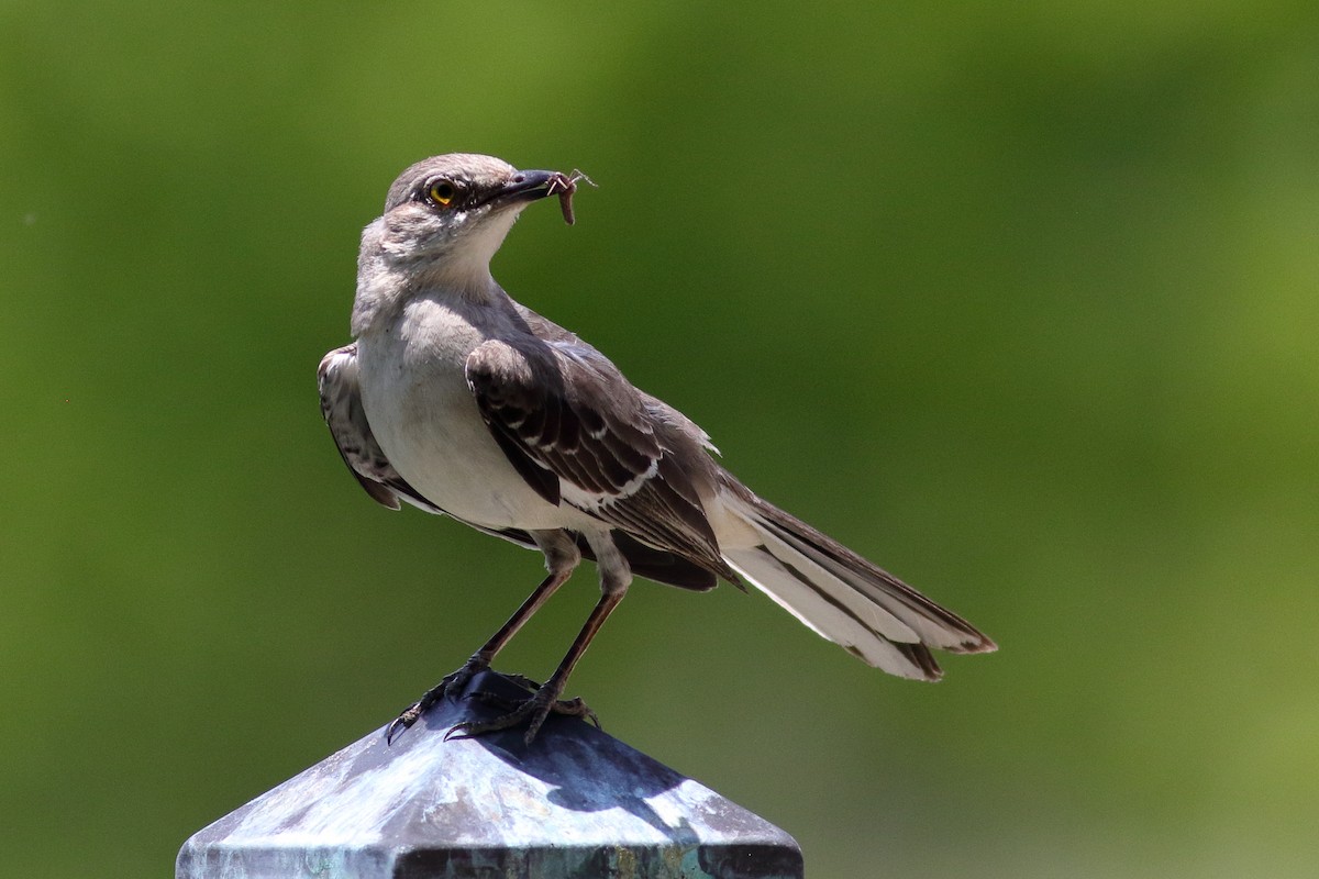 Northern Mockingbird - ML619496971