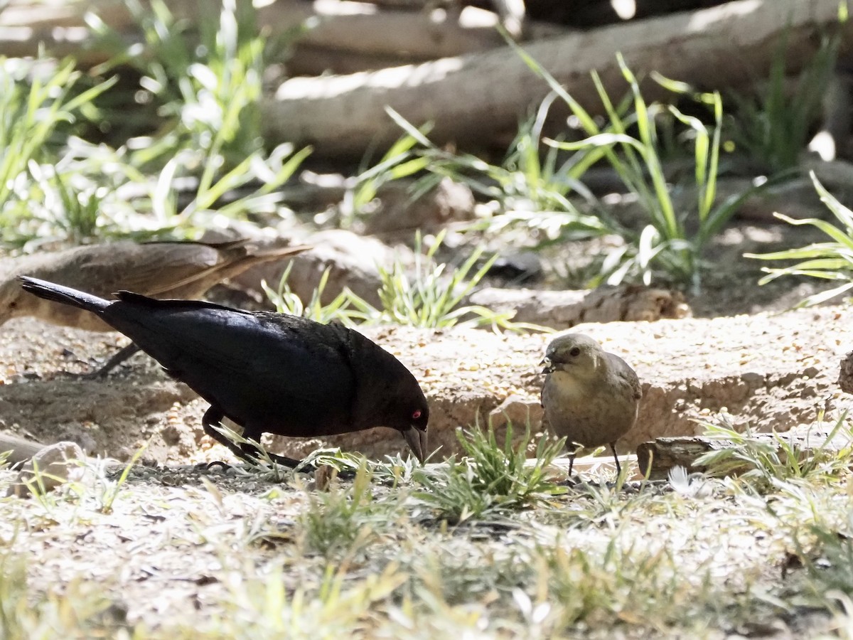 Bronzed Cowbird - Elizabeth Weintraub