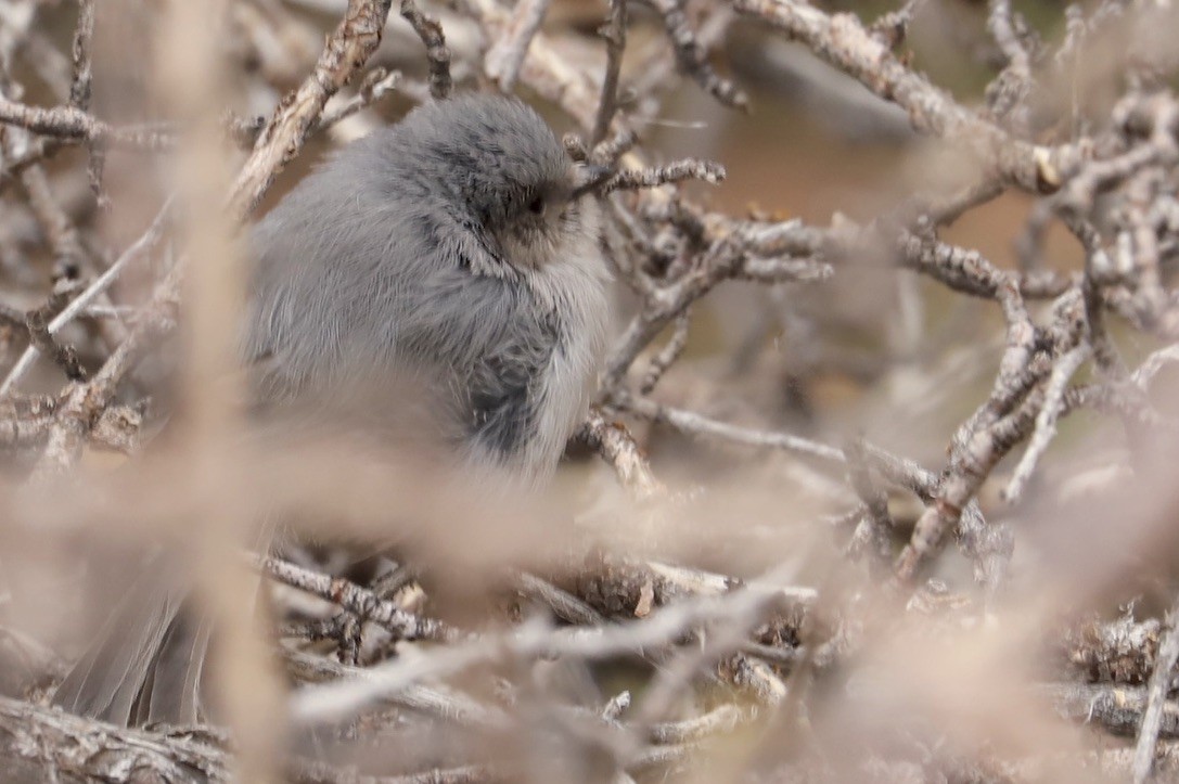 Bushtit - JoAnn Dalley