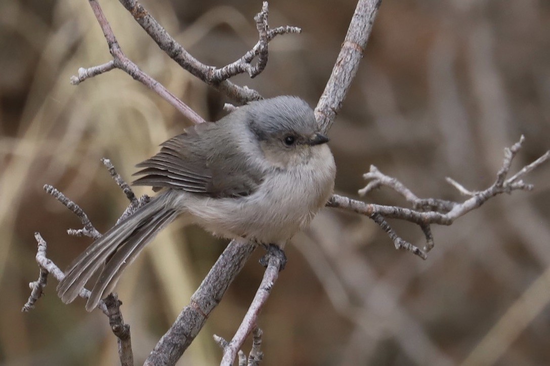 Bushtit - JoAnn Dalley