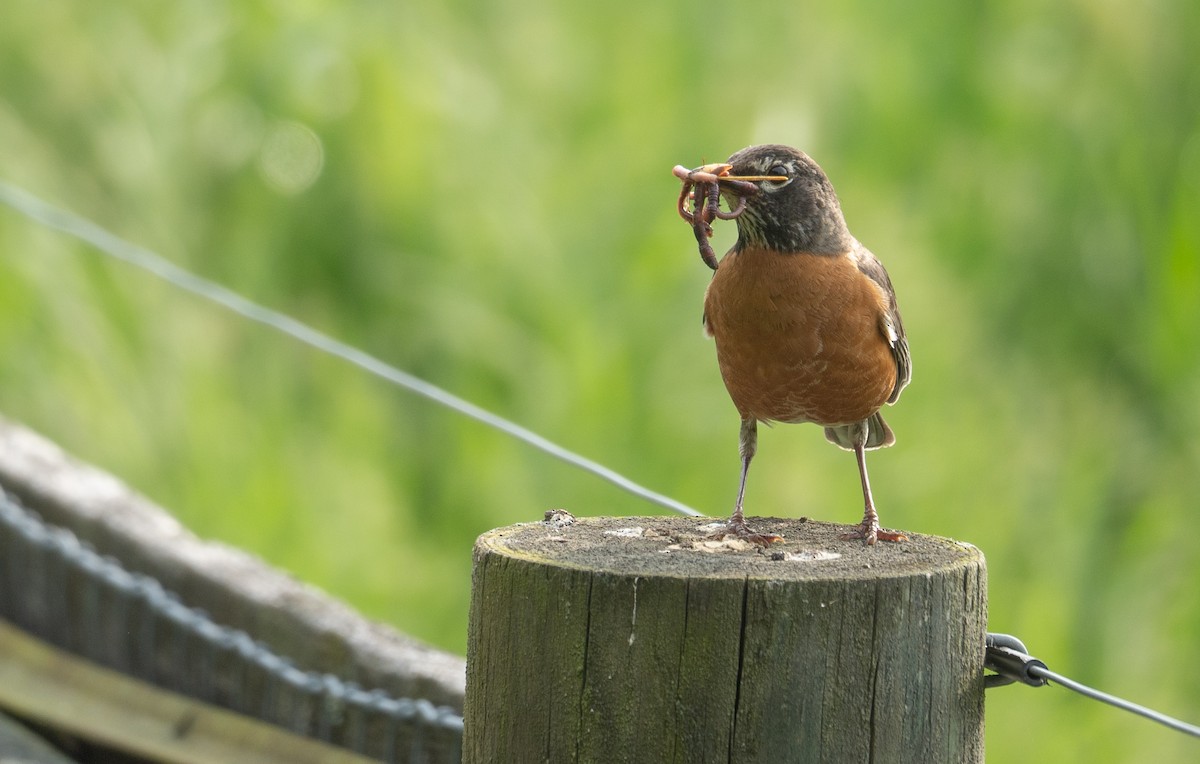 American Robin - Kevin Gong