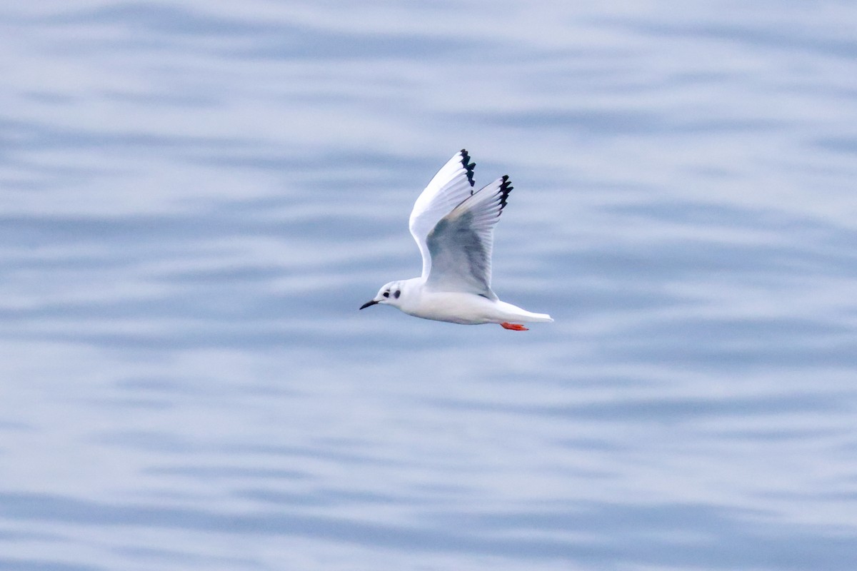 Bonaparte's Gull - ML619496986