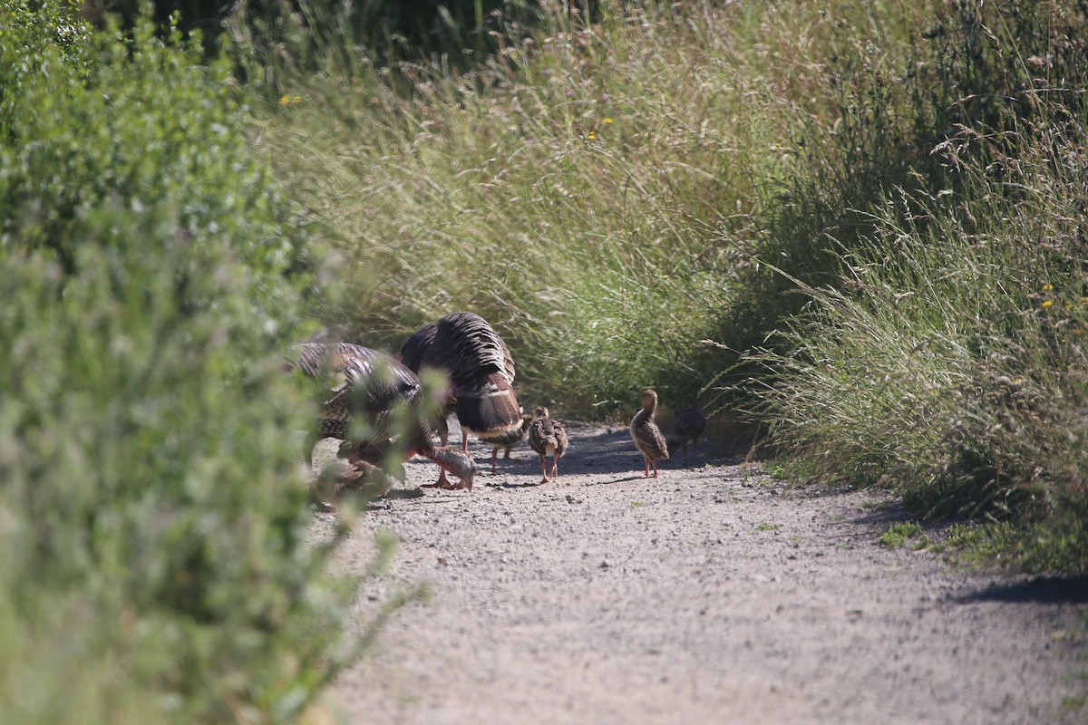 Wild Turkey - Ning Xu