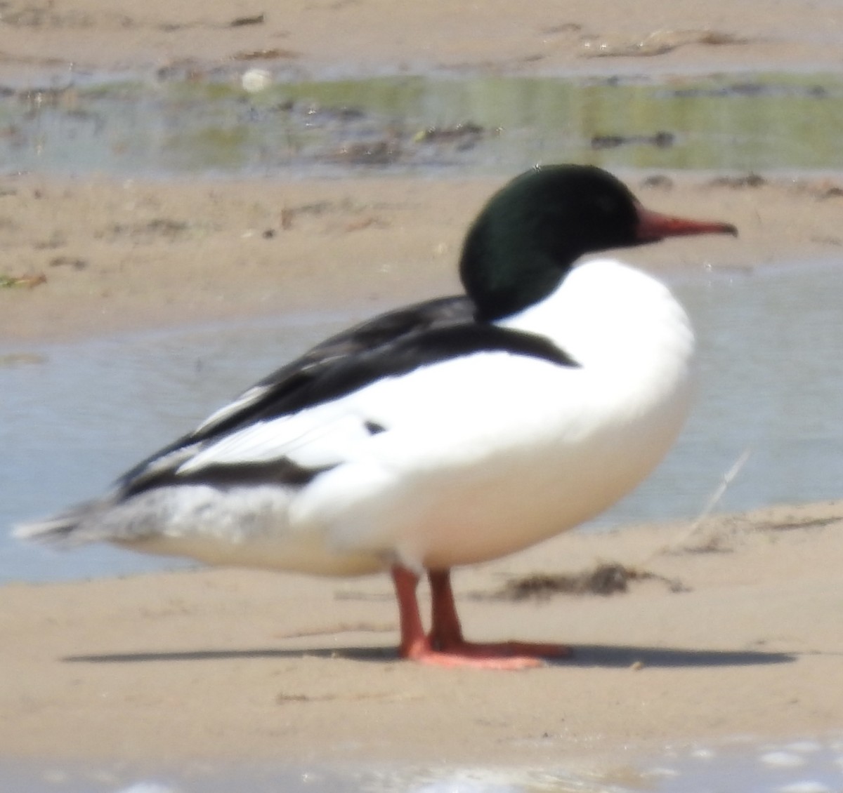 Common Merganser - Laura Wilson