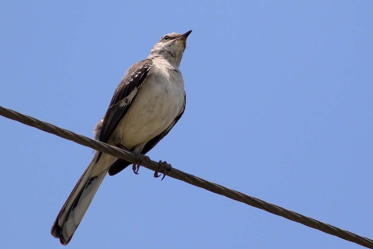 Northern Mockingbird - Richard Stanton