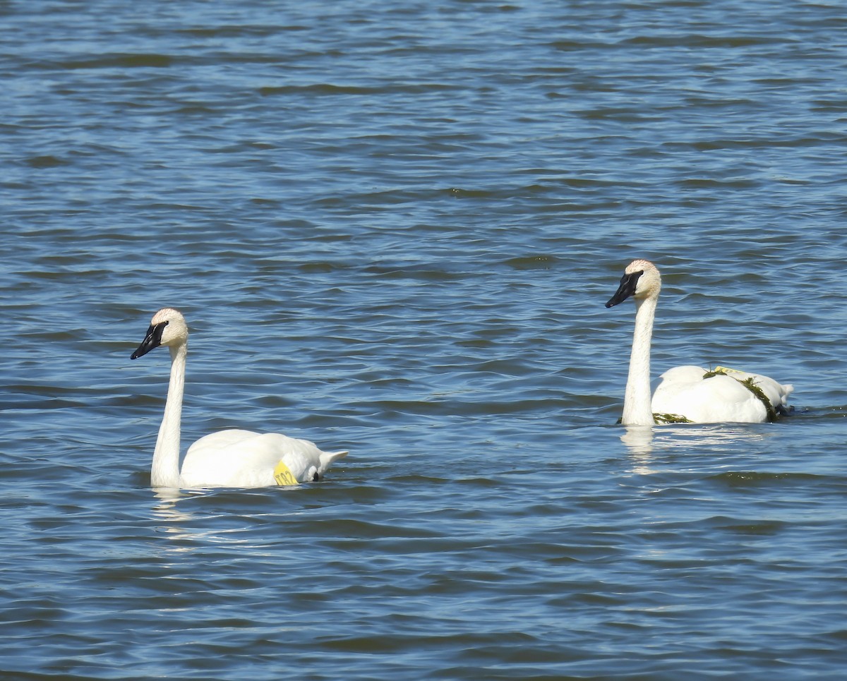 Trumpeter Swan - Hin Ki  & Queenie  Pong