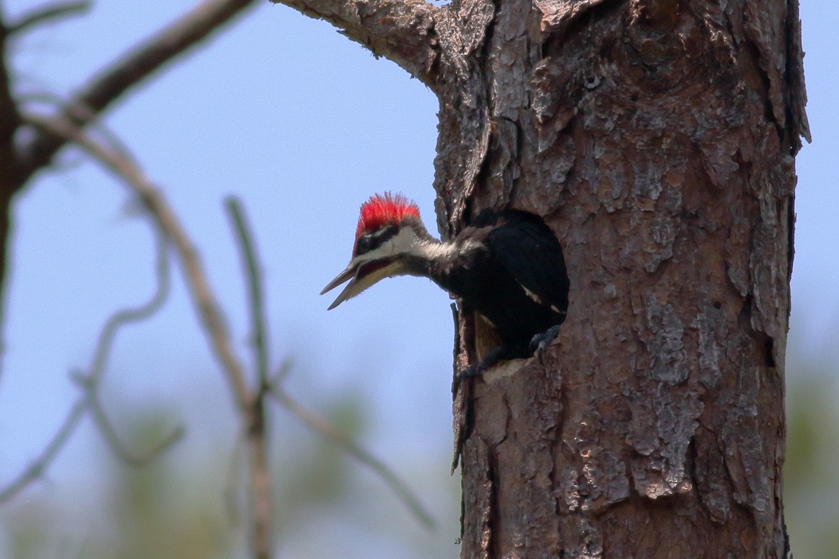 Pileated Woodpecker - Richard Stanton