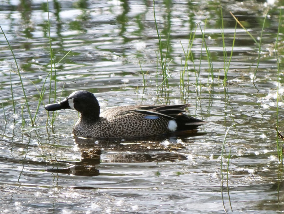 Blue-winged Teal - Jan Bryant