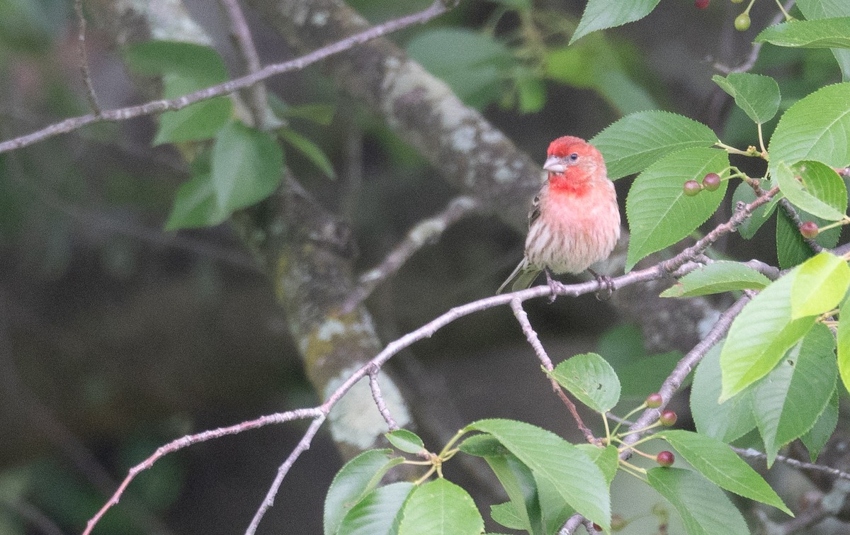 House Finch - Kevin Gong