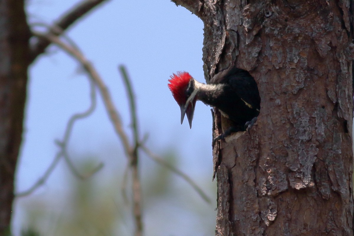 Pileated Woodpecker - Richard Stanton