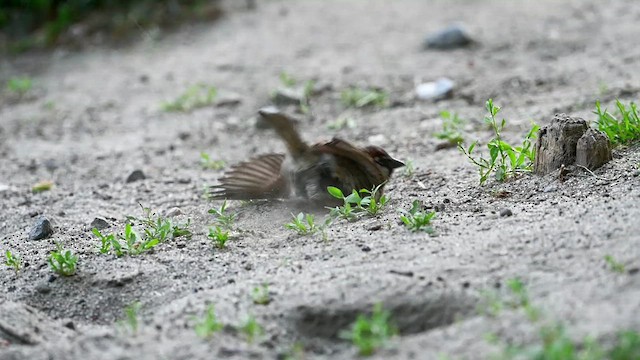 家麻雀 - ML619497011