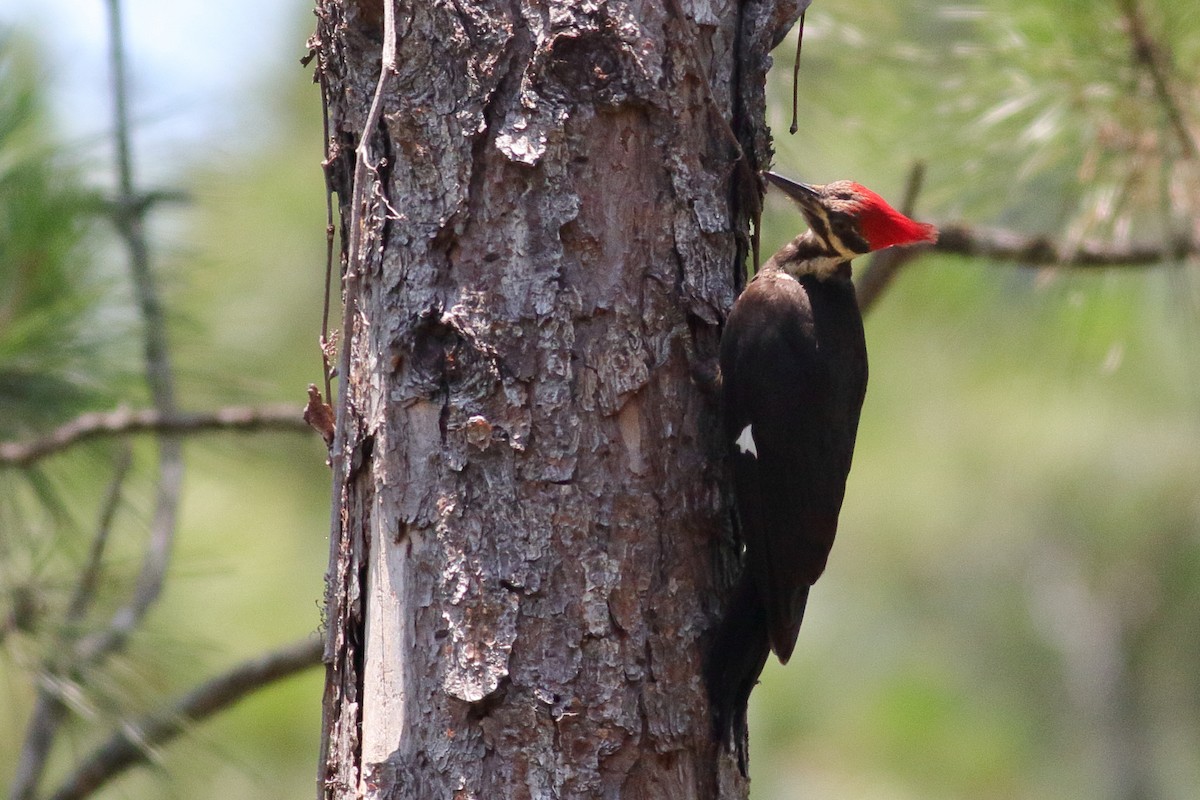 Pileated Woodpecker - Richard Stanton