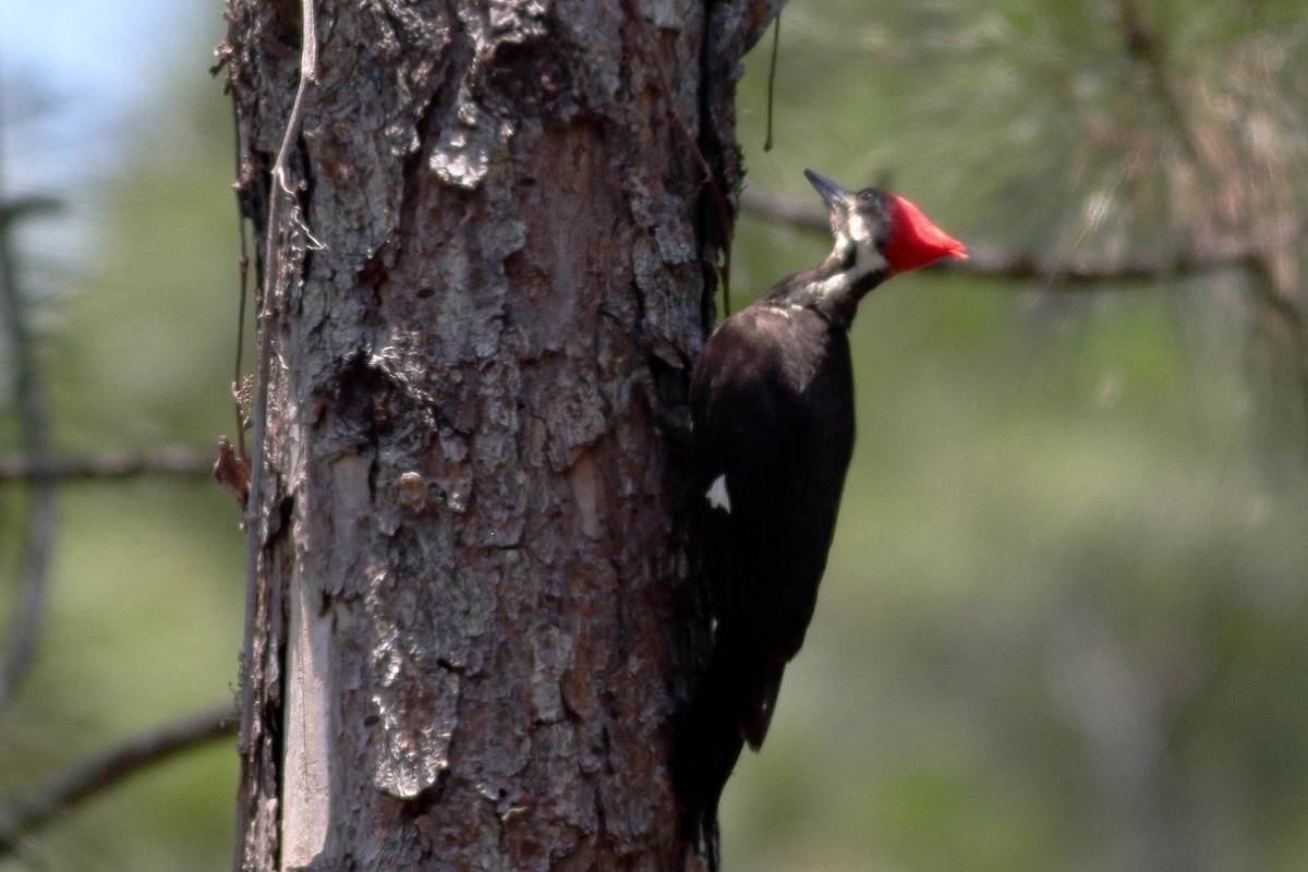 Pileated Woodpecker - Richard Stanton