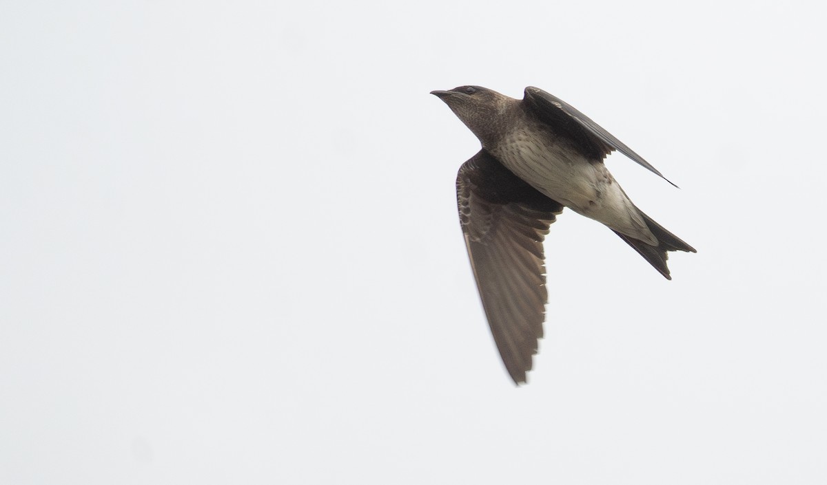 Purple Martin - Kevin Gong