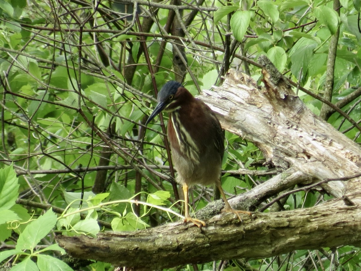 Green Heron - ML619497022