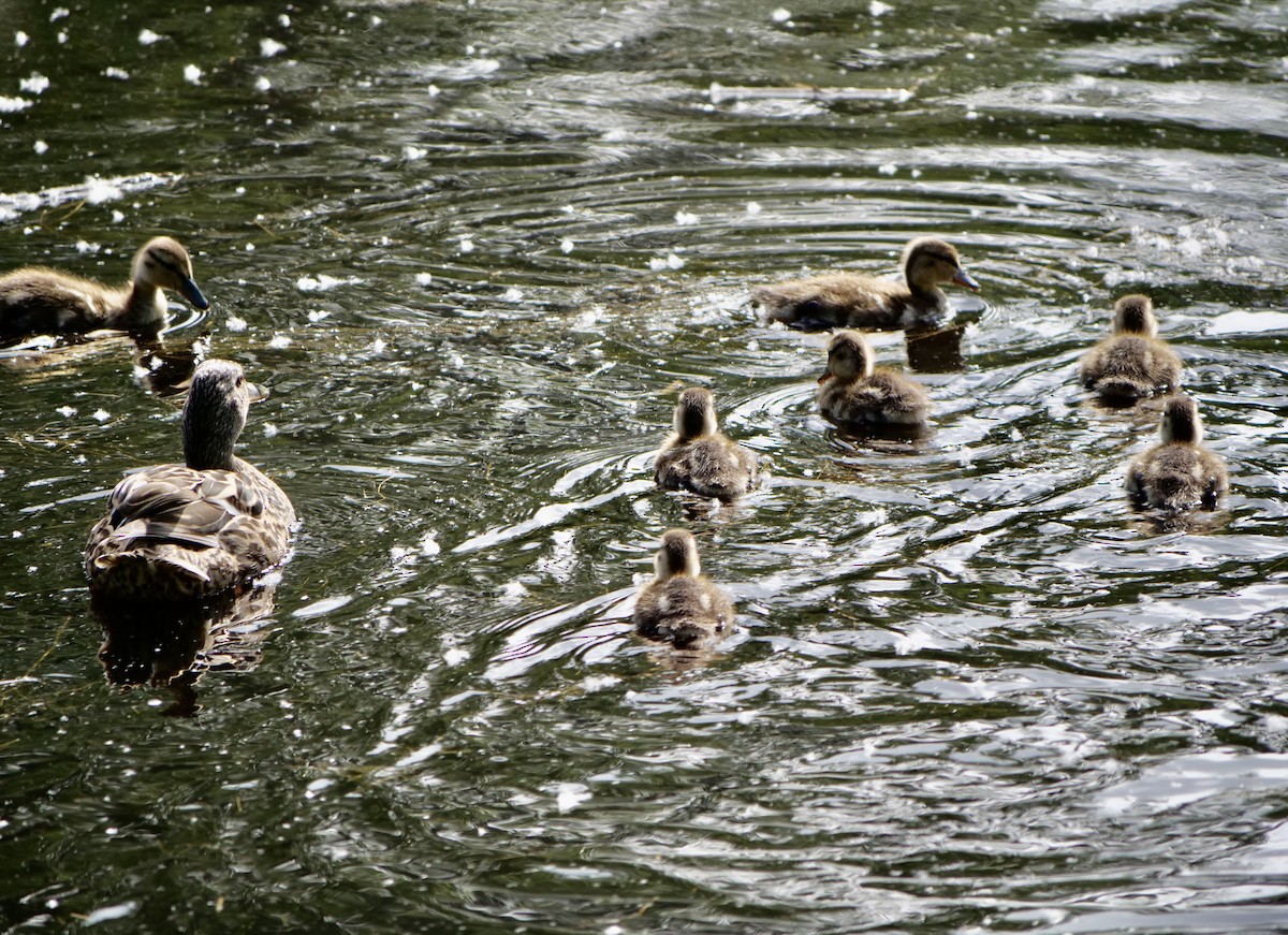 Mallard - Jan Bryant