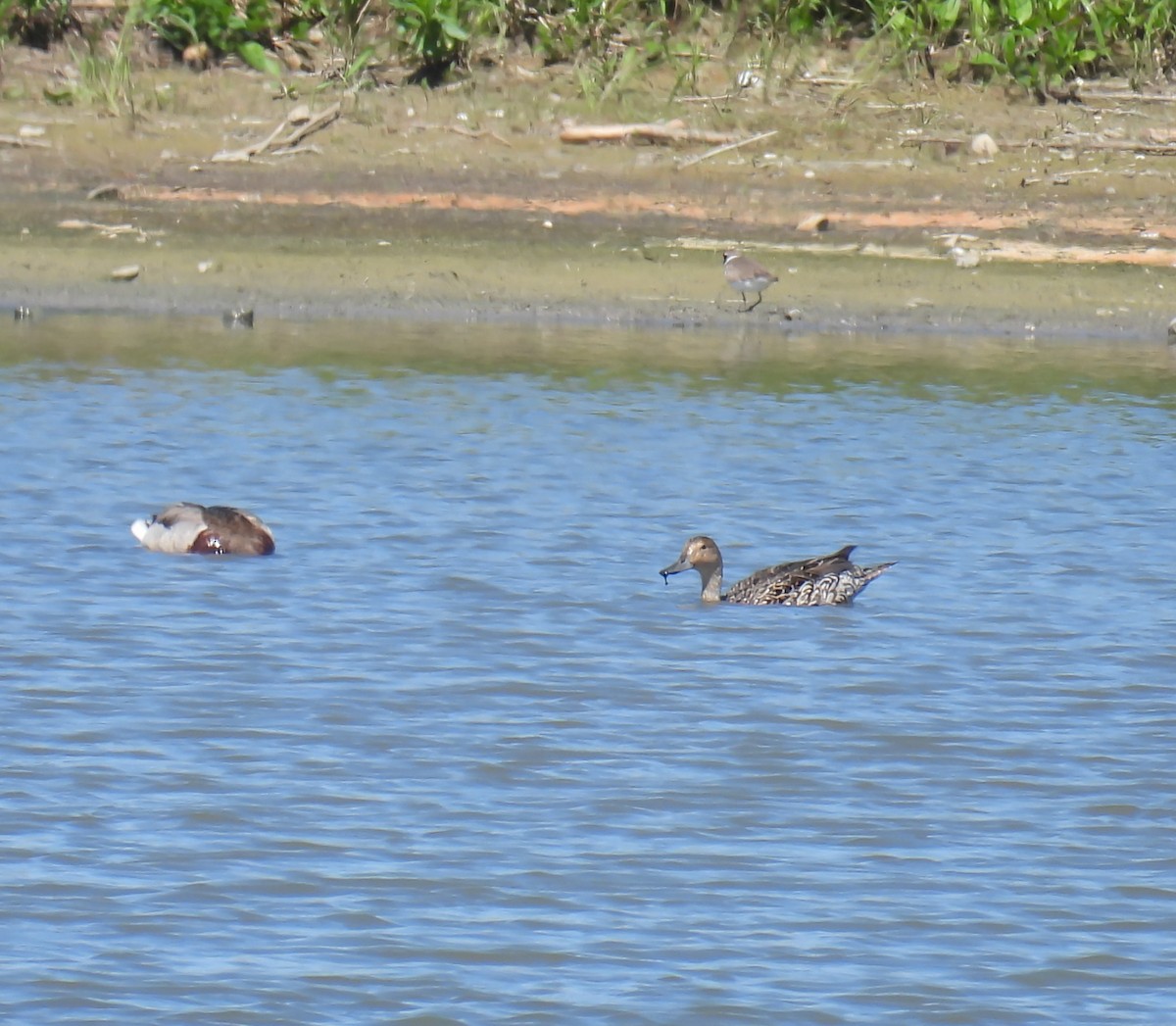 Northern Pintail - Hin Ki  & Queenie  Pong