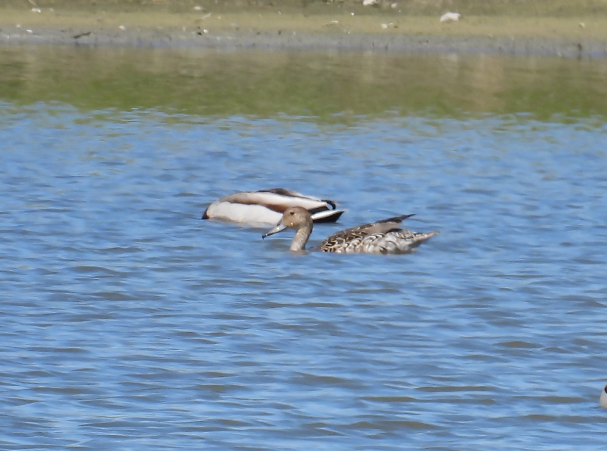 Northern Pintail - Hin Ki  & Queenie  Pong