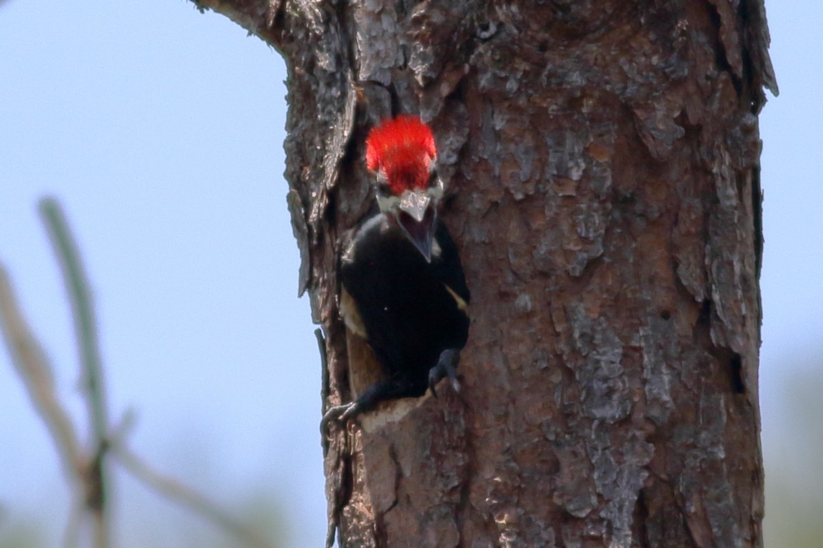 Pileated Woodpecker - Richard Stanton
