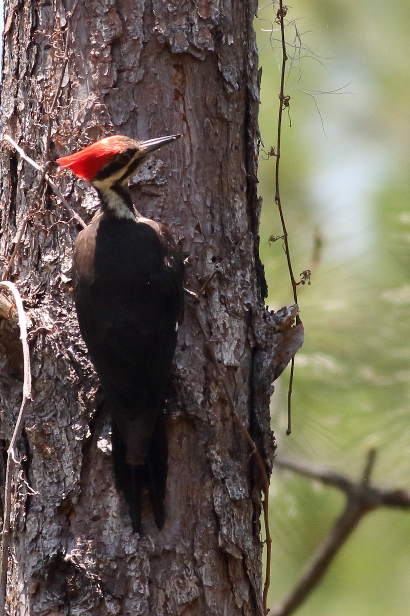 Pileated Woodpecker - Richard Stanton