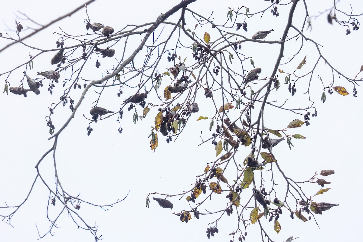 Pine Siskin - Joey McCracken