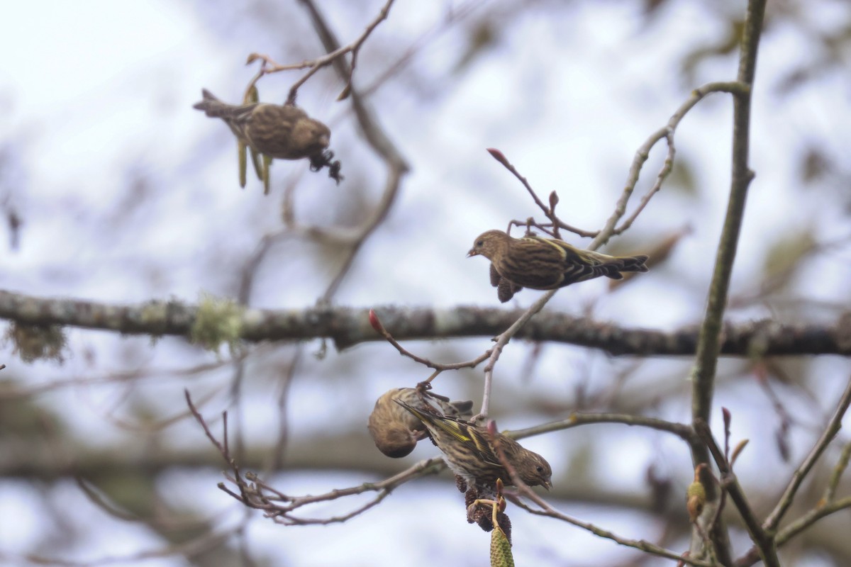 Pine Siskin - ML619497042