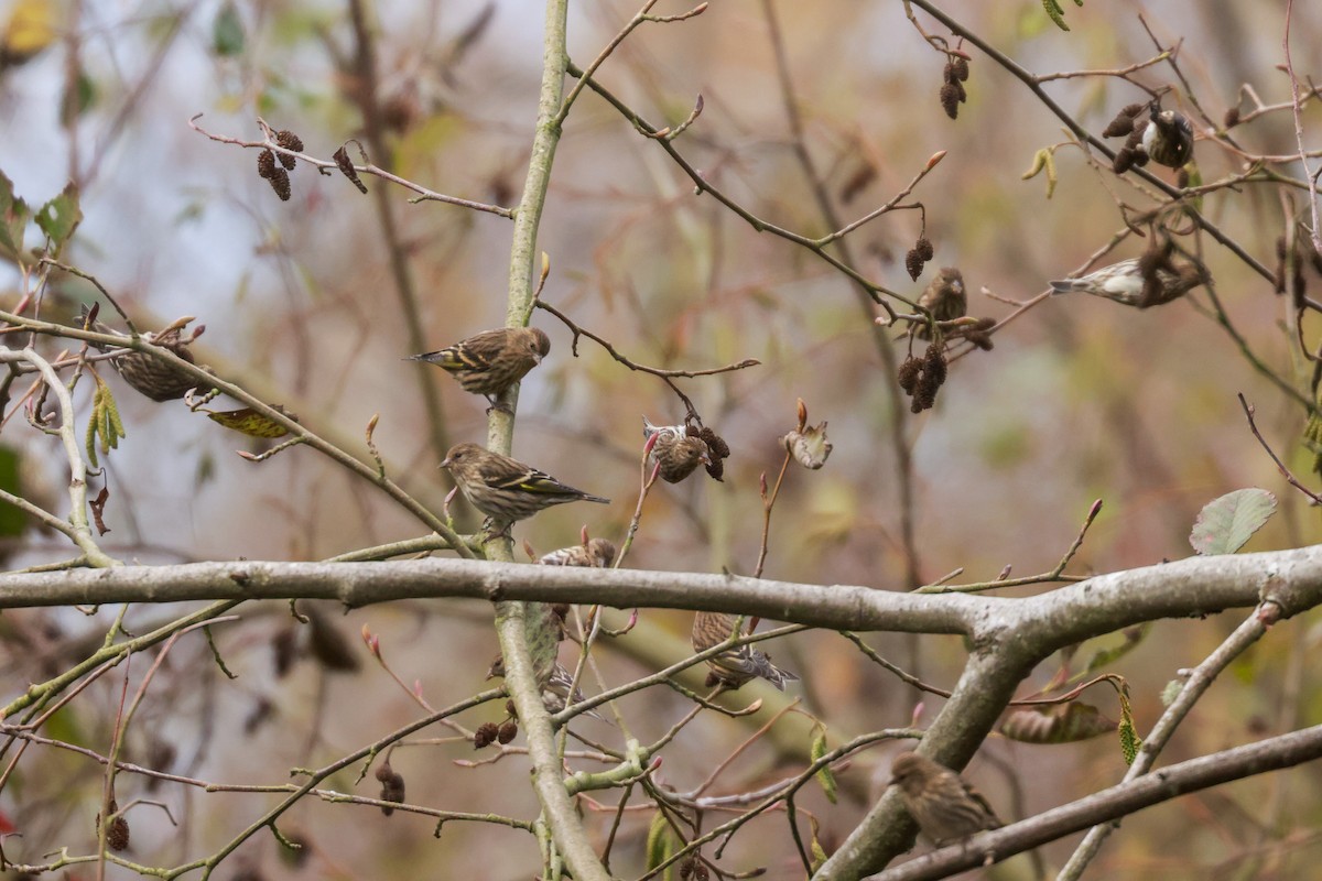 Pine Siskin - Joey McCracken