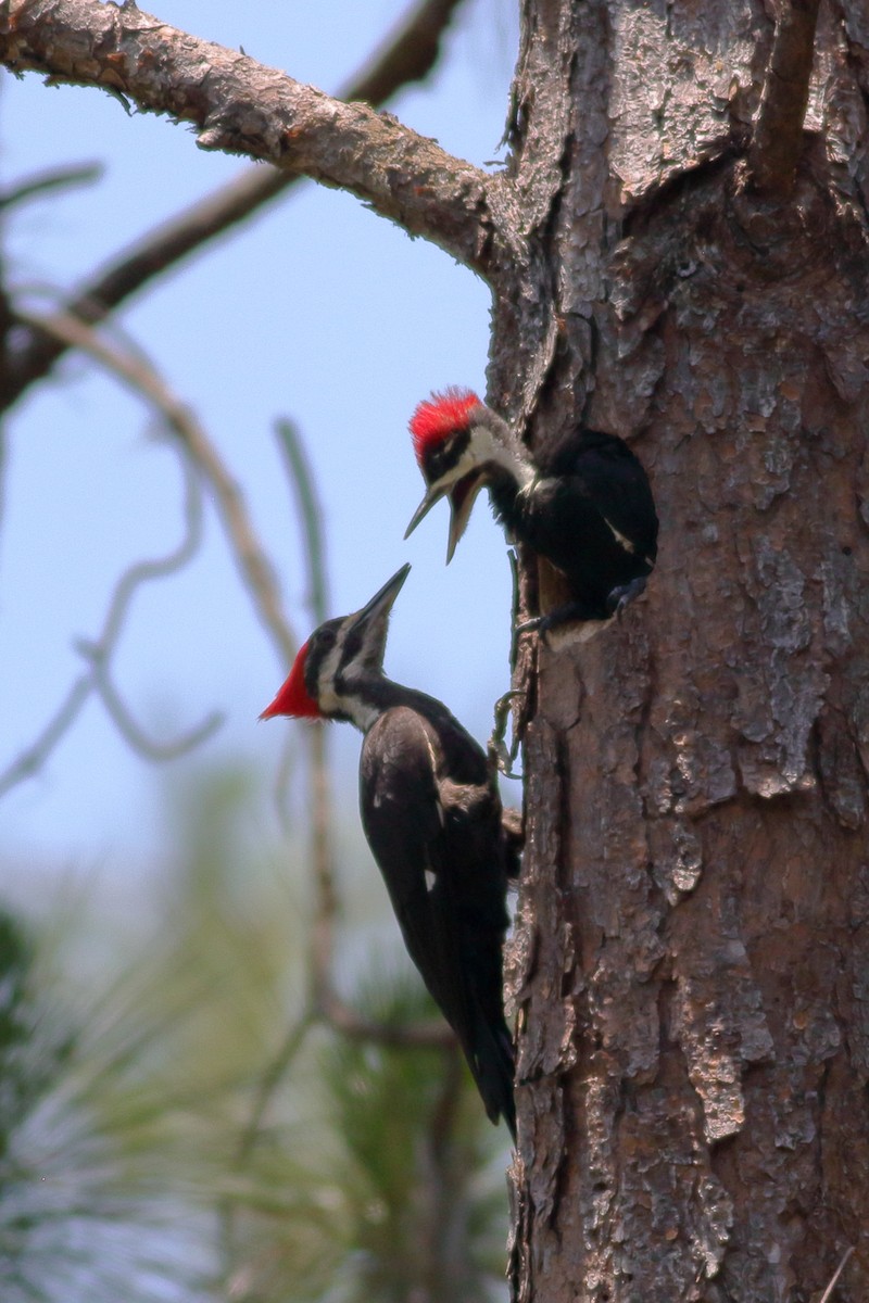 Pileated Woodpecker - Richard Stanton