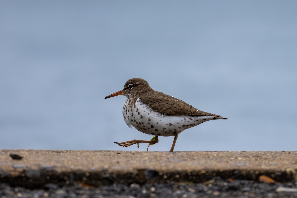 Spotted Sandpiper - ML619497046